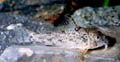 Corydoras flaveolus